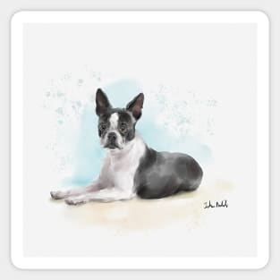 Watercolor Sketch of a Black and White Boston Terrier Lying Down Sticker